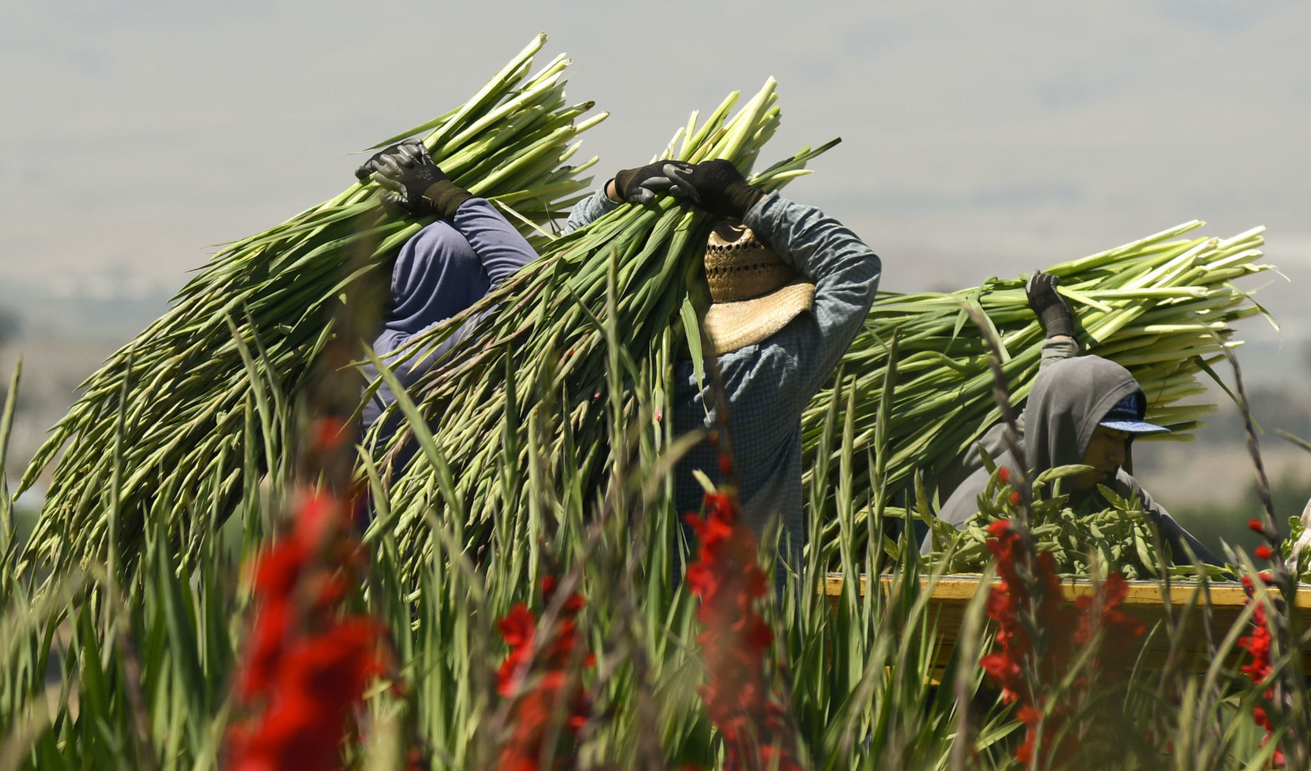 072319 Gladiolas weather 03.jpg